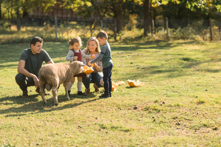 Fall is in full swing here in NJ, my first Fall Family session with Anna and Adam at their Farm House in Hackettstown NJ. Anna and Adam recently purchased their dream farm house on a 4 acres of land. This family of four now has chickens, ducks, birds, cats, a dog, sheep and plans to add many more to the list in the future. I had the honor of visiting Anna and Adam and their two beautiful children at their Farm the other day. I got much need vitamin D walking around the property, enjoying the foliage, running around with their kids and meeting all the farm animals. I sincerely enjoy photographing families now because there are no dull moments with kids, every moment is perfect! Fall family session at Anna and Adam’s Farm at Hackettstown NJ photographed by Karis from HeyKaris.
